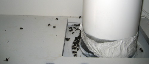 Dead bees in the cabinet