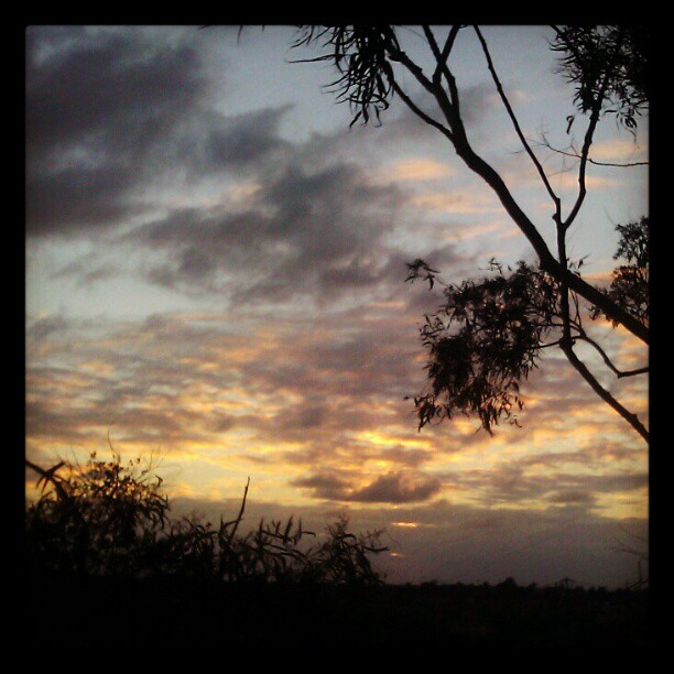Eucalyptus sunset