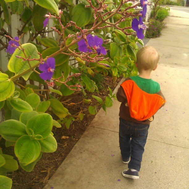 Walking home. #purple #flowers #toddler #orange #sidewalk #leaves