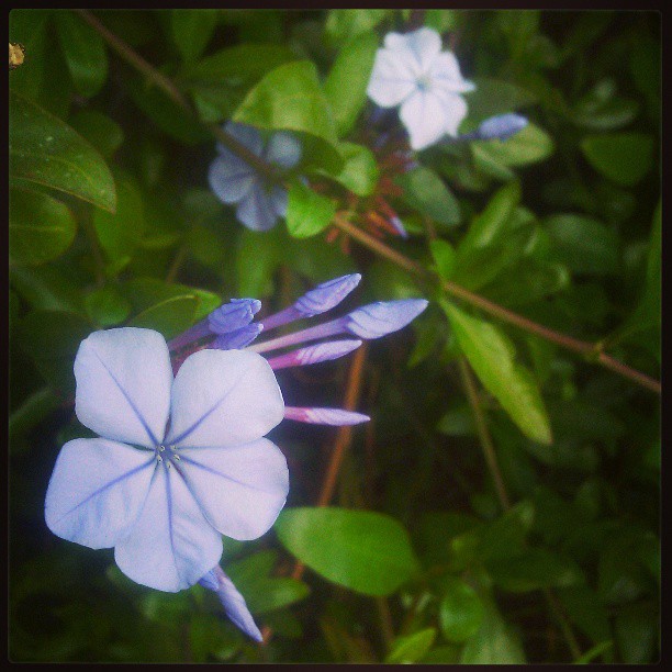 Purple #flowers