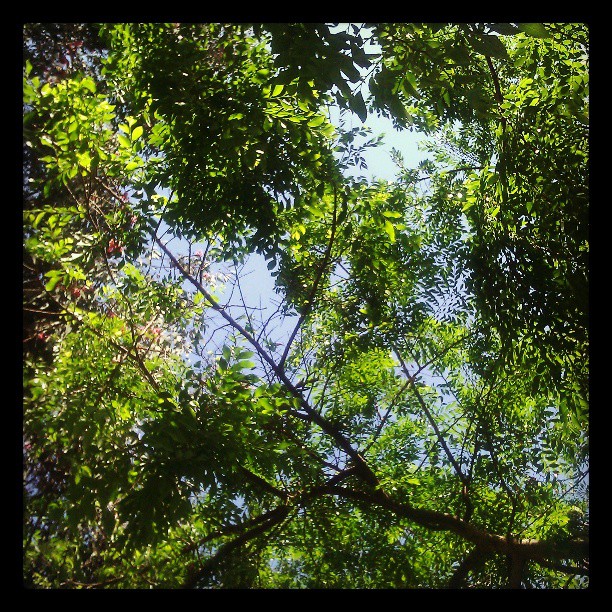 Looking up at the spring trees.