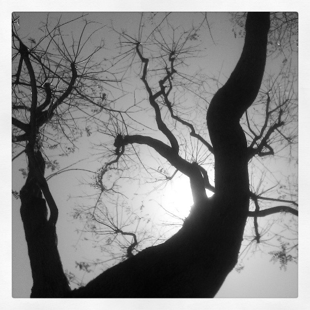 Branches. #tree #silhouette #up #blackandwhite