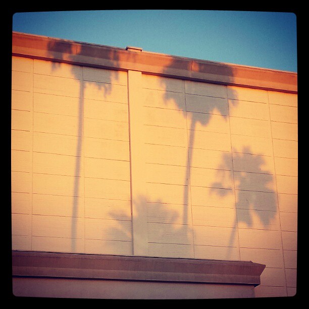Palm tree silhouettes at sunset.