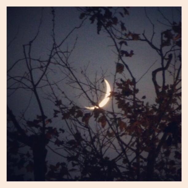 Crescent #moon in a tree.