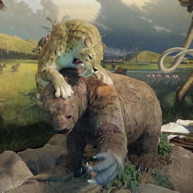 Saber Toothed Tiger vs ground sloth. Kiddo looked at this animatronic display and said, “They’re snuggling!” Um…no.