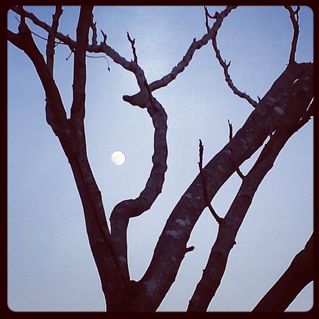 #Winter #tree and #moon