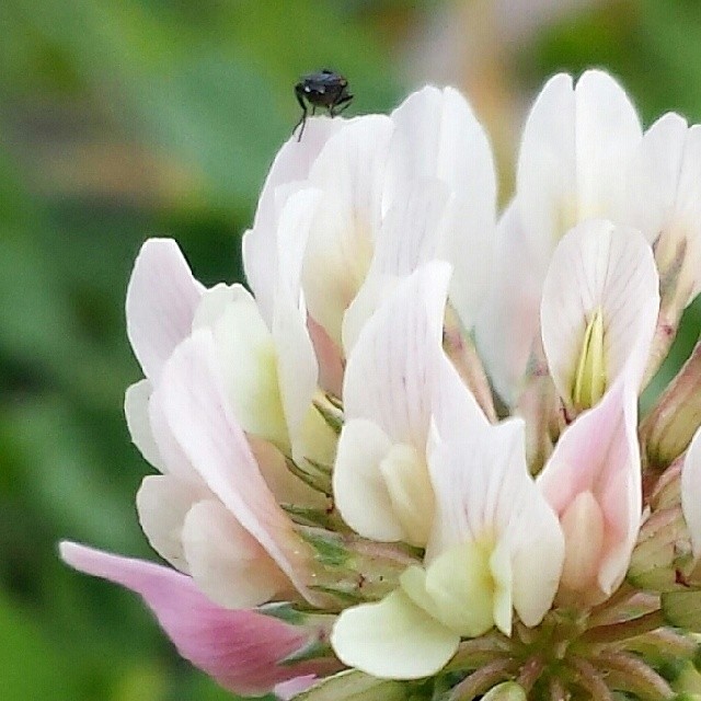 Clover flower closeup