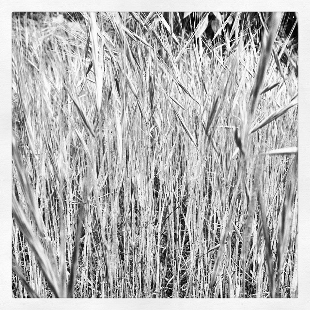 Blades of grass along the side of the road.