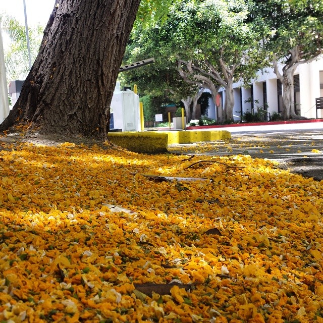 Blanket of yellow flower petals from a Pride of Bolivia tree. #flowers #yellow #tree #spring