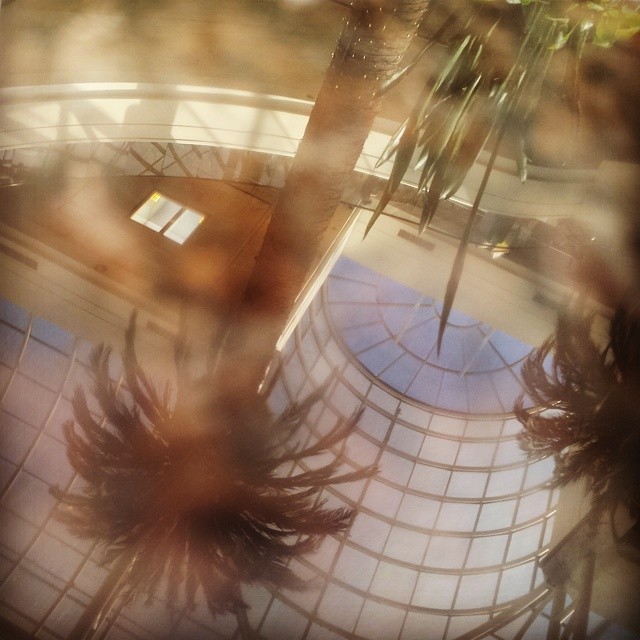 Indoor mall: palm tree and skylight reflected in polished stone.