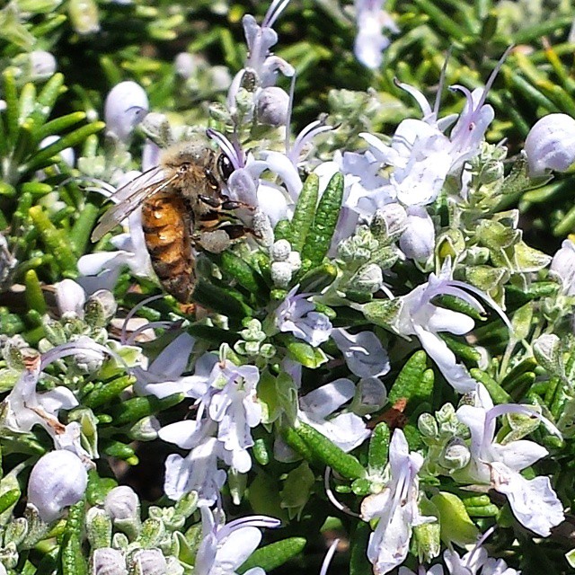 This rosemary hedge was covered with flowers, and crawling with bees.