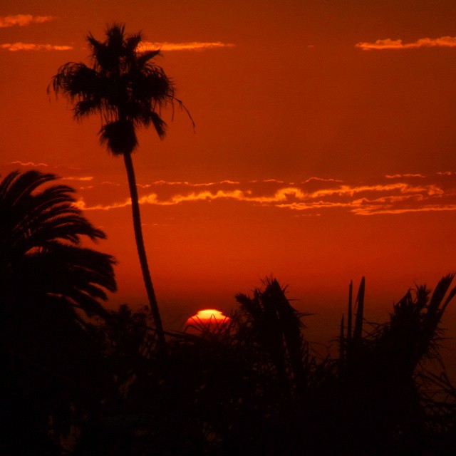 Orange sunset and silhouetted palm trees.