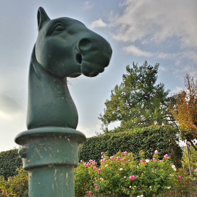 Hitching post. #horse #garden #backyard #roses #hdr