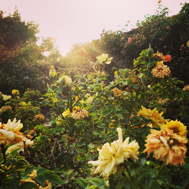 Yellow roses, late afternoon.