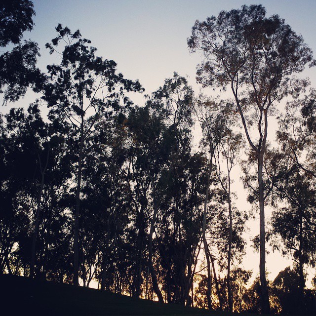 Tree line #silhouette #trees #eucalyptus