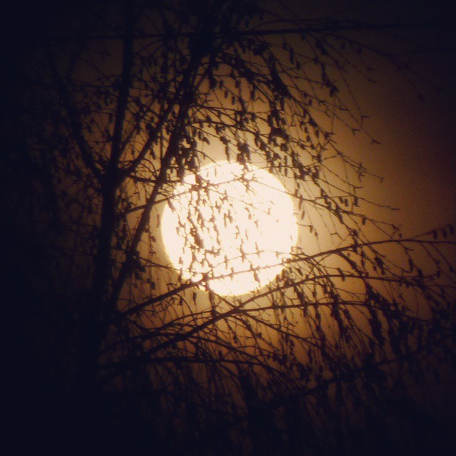 Rising moon behind trees and a thin cloud layer. #moon #silhouette #trees