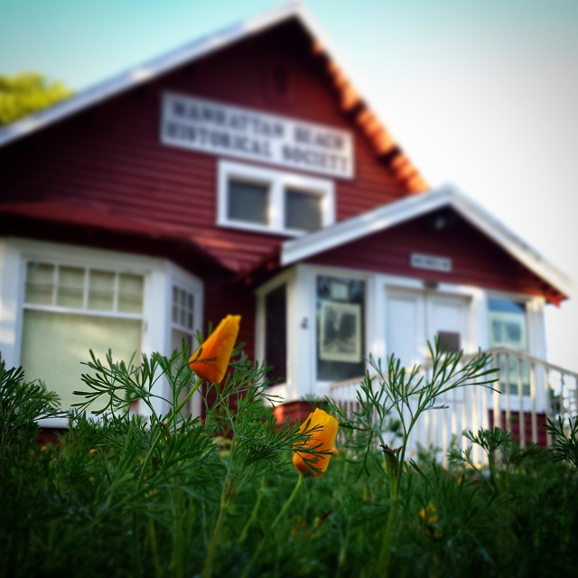 Poppies at a historical beach house. #flowers #california #poppies #manhattanbeach #spring #cabin