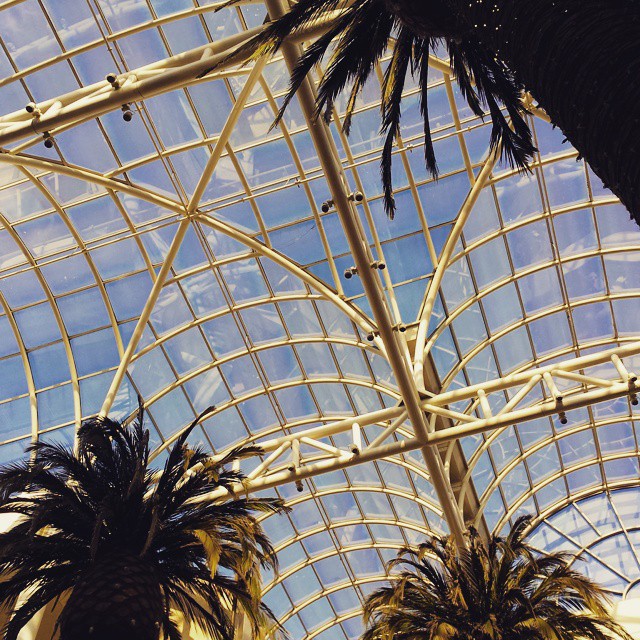 Skylight and (fake) palm trees. #mall #skylight #palmtree #sunny