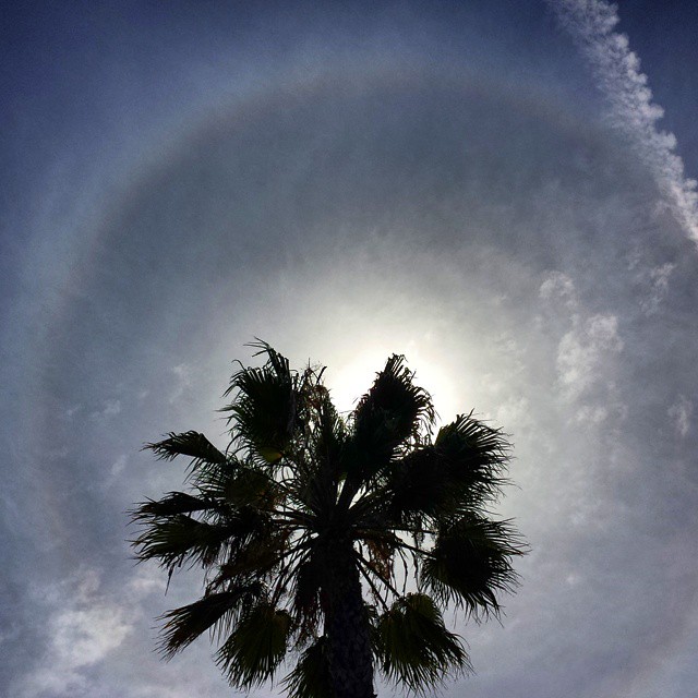 Palm tree and halo. There was enough glare that I couldn’t see it on the screen to frame the shot, but it worked out just fine. #halo #silhouette #palmtree