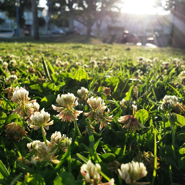 Clover flowers, late afternoon.