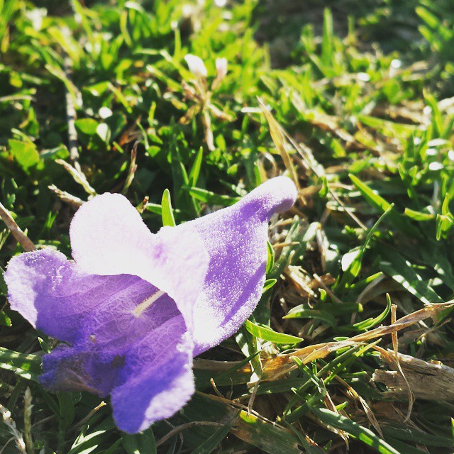 Lone jacaranda flower.