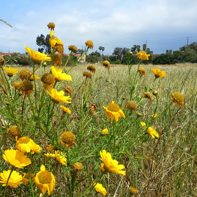 California wildflowers at Madrona Marsh Preserve.

#wildflowers #flowers #California #Torrance #marsh #southbay #madronamarsh
