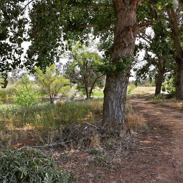 Path through the trees.

#madronamarsh #trees #shade #marsh #california #Torrance