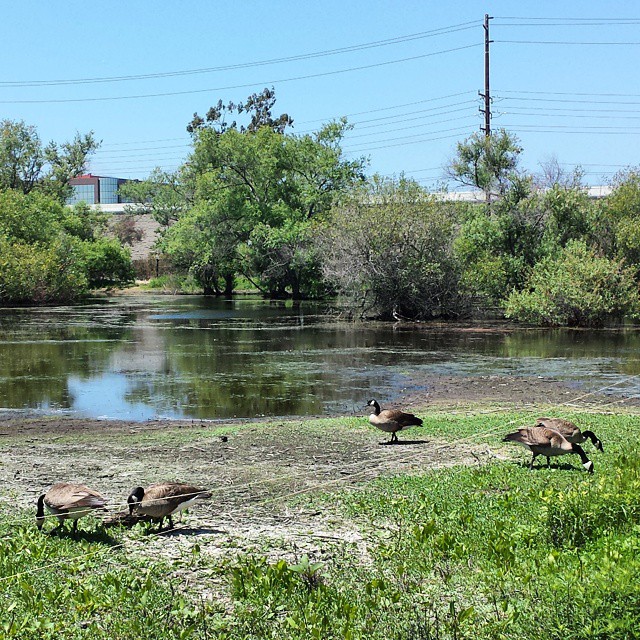 Canada geese at the marsh. Remarkably unconcerned with an unpredictable human child 15 feet away, but then they *are* geese.

#geese #birds #California #madronamarsh #Torrance
