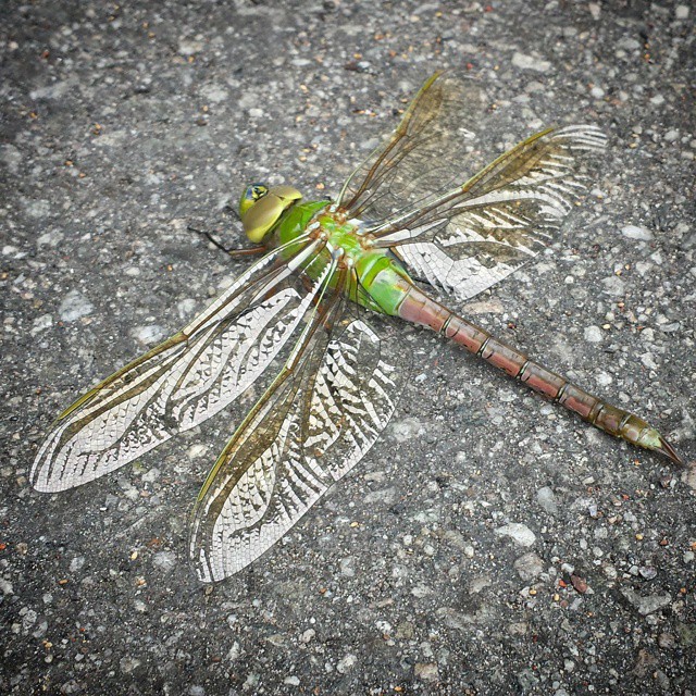 This #dragonfly was just resting on the asphalt in the parking area out back. It was very still — I was surprised it didn’t take off when I took the picture — but it moved one of its legs at one point as if wiping its face, so it was apparently alive.