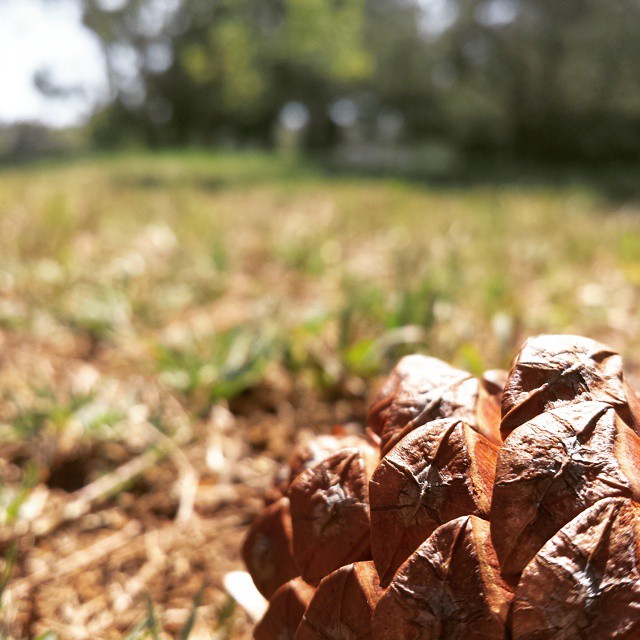 Pine cone at the park. #whplowaltitude