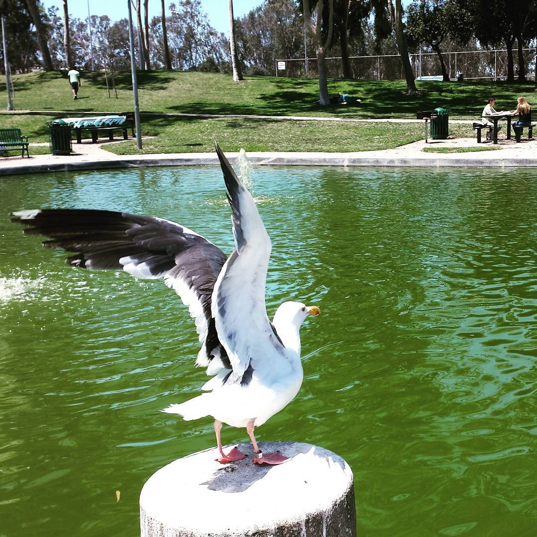 Liftoff!

#seagull #wings #park #pond #green