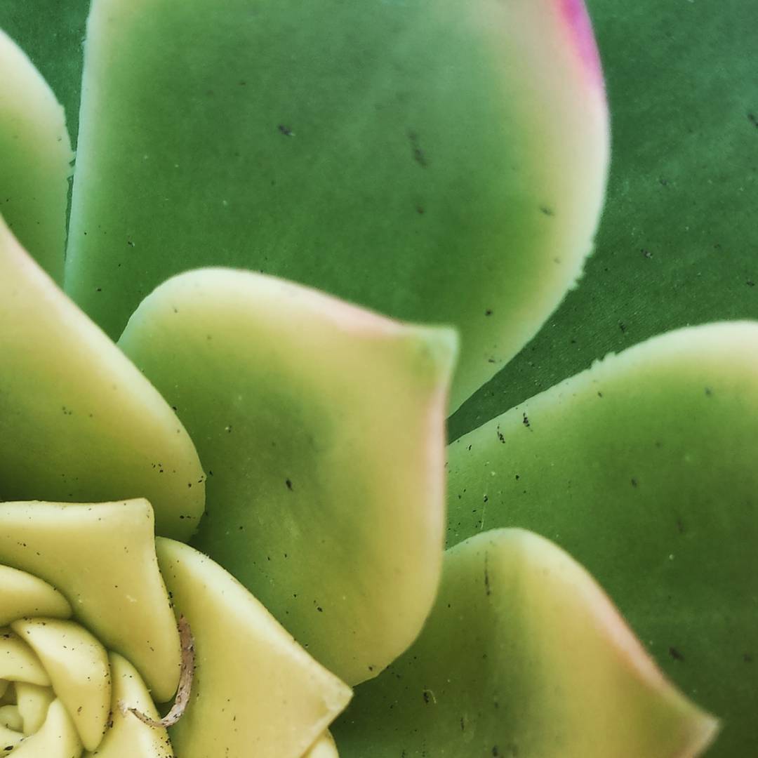 Succulent leaves. #whpabstract #closeup