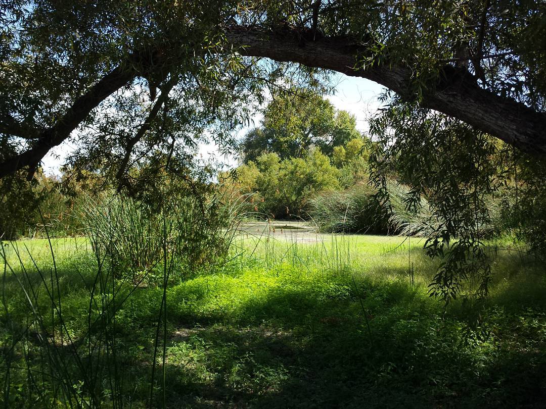 The last of the seasonal wetlands at Madrona Marsh, a nature preserve surrounded by suburban Torrance, California. These pools spread over the grounds each winter and spring with storm water, and dry out each summer.

And it really is surrounded by the city. Housing tracts on two sides, retail on the third, and a Target on the fourth, just a few dozen yards to the right of this spot.

#marsh #trees #nature #madrona #madronamarsh #torrance #whpmyoasis #water #california #southbay