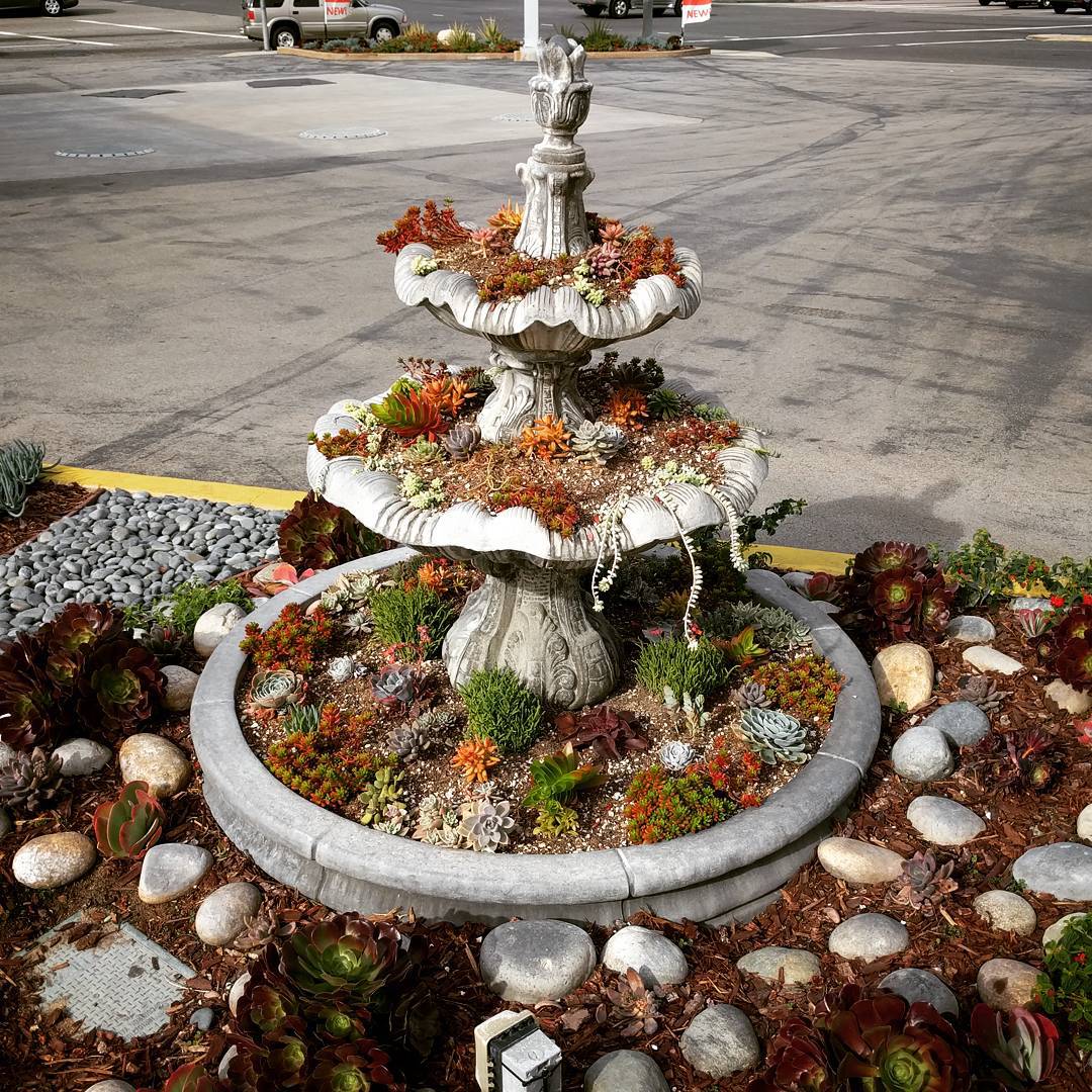 I love repurposing a fountain as a drought-friendly planter.

#fountain #drought #california