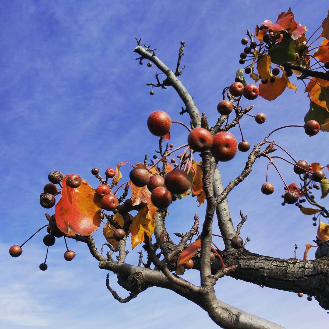 No idea what kind of tree this is, but I liked the way it looked with the fruit/seed pods/whatever they are.