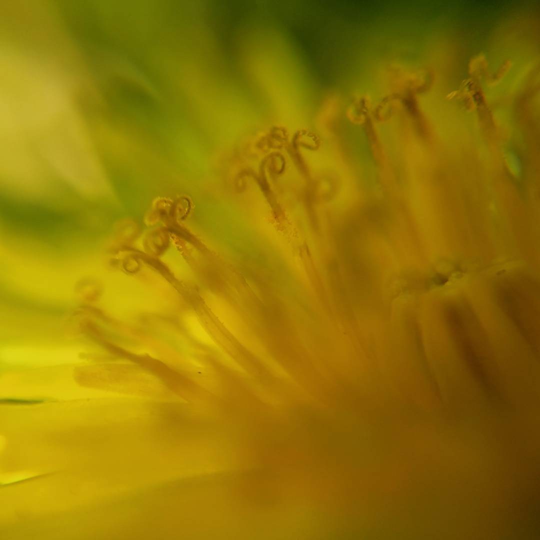 Dandelion Macro 1.

I finally caved and picked up some clip-on lenses for my phone, and I was trying out the macro lens at lunch.

#flowers #macro #dandelion