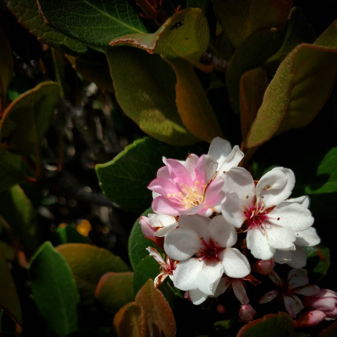 Blossoms on a hedge.