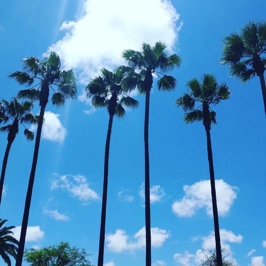 Silhouetted palm trees against a blue sky.