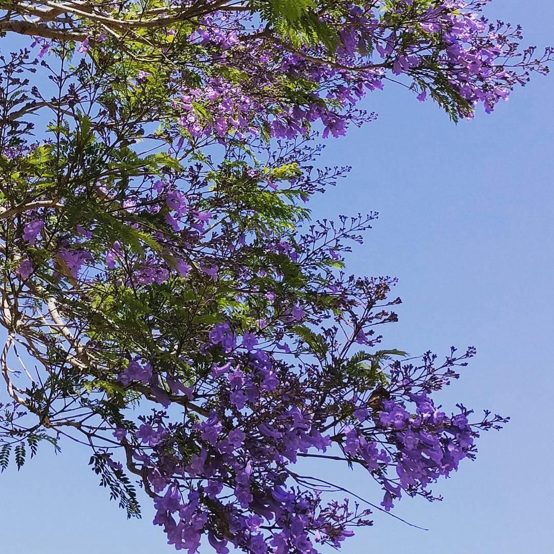 It’s been a banner spring for a lot of other flowering trees and bushes, but the jacarandas are just getting started.
