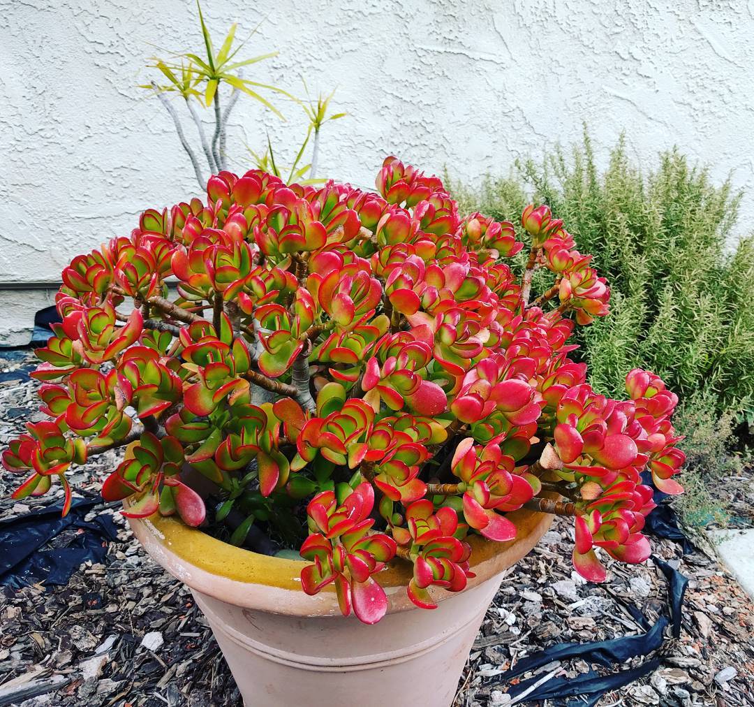 Jade plant in a pot with red leaves.