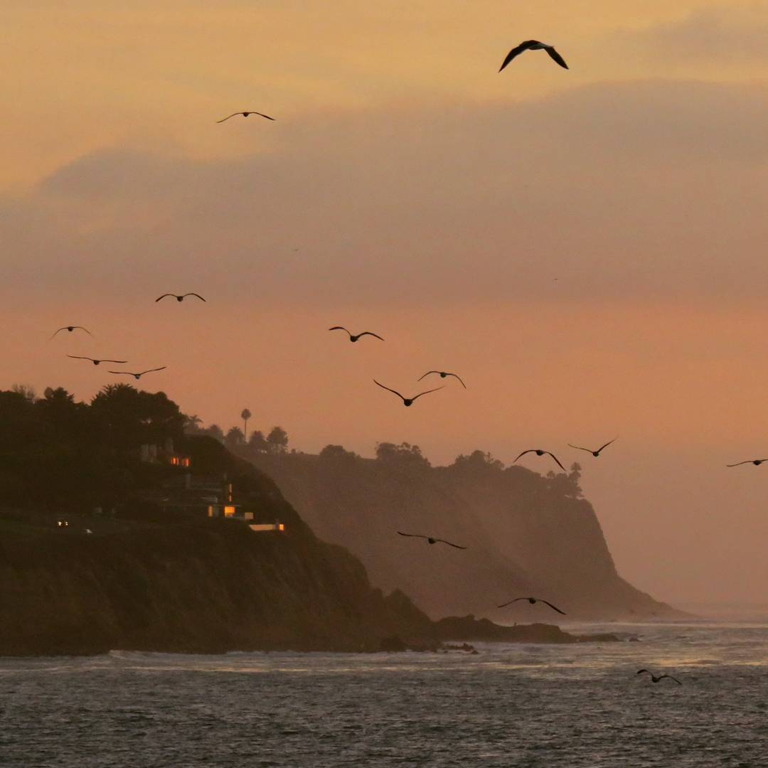 Sunset flock of seagulls