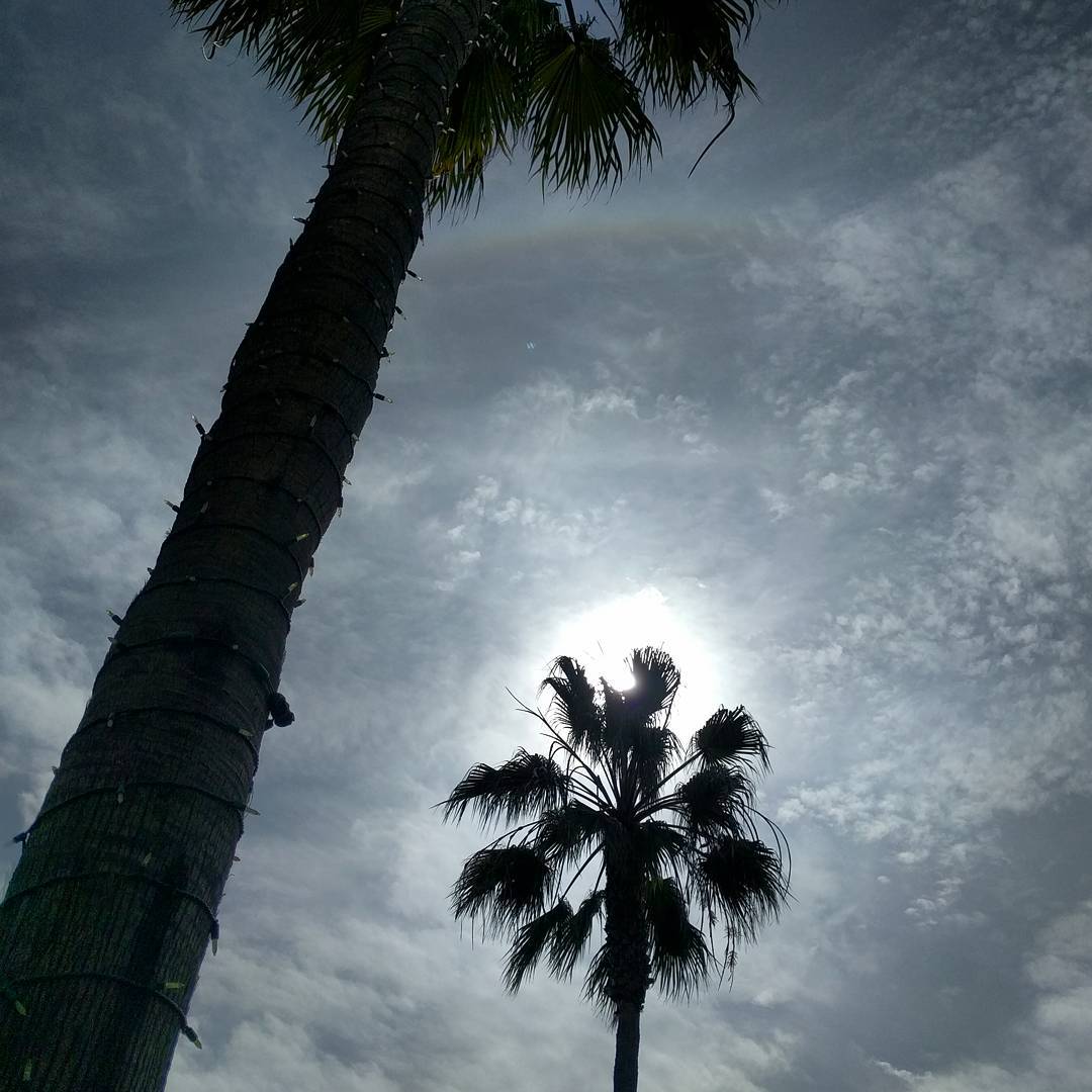 Sun halo and palm trees.