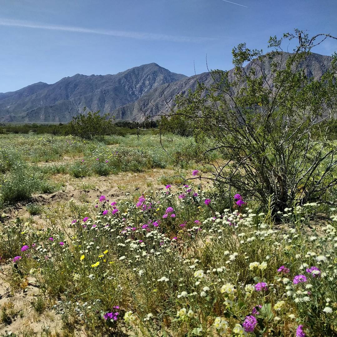 Desert wildflower super bloom in Anza-Borrego last weekend. 
#wildflowers #desert #california #anzaborrego #superbloom