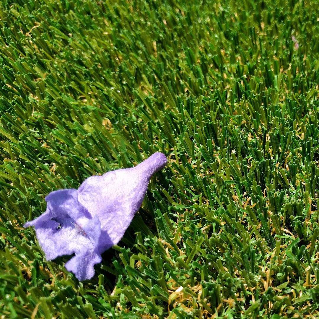 Jacaranda flower on astroturf.