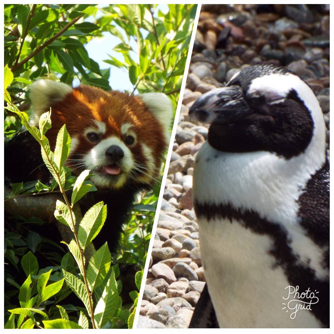I made a point to see the penguins & red panda (occasionally called a fire fox) at the zoo last weekend. For reasons.