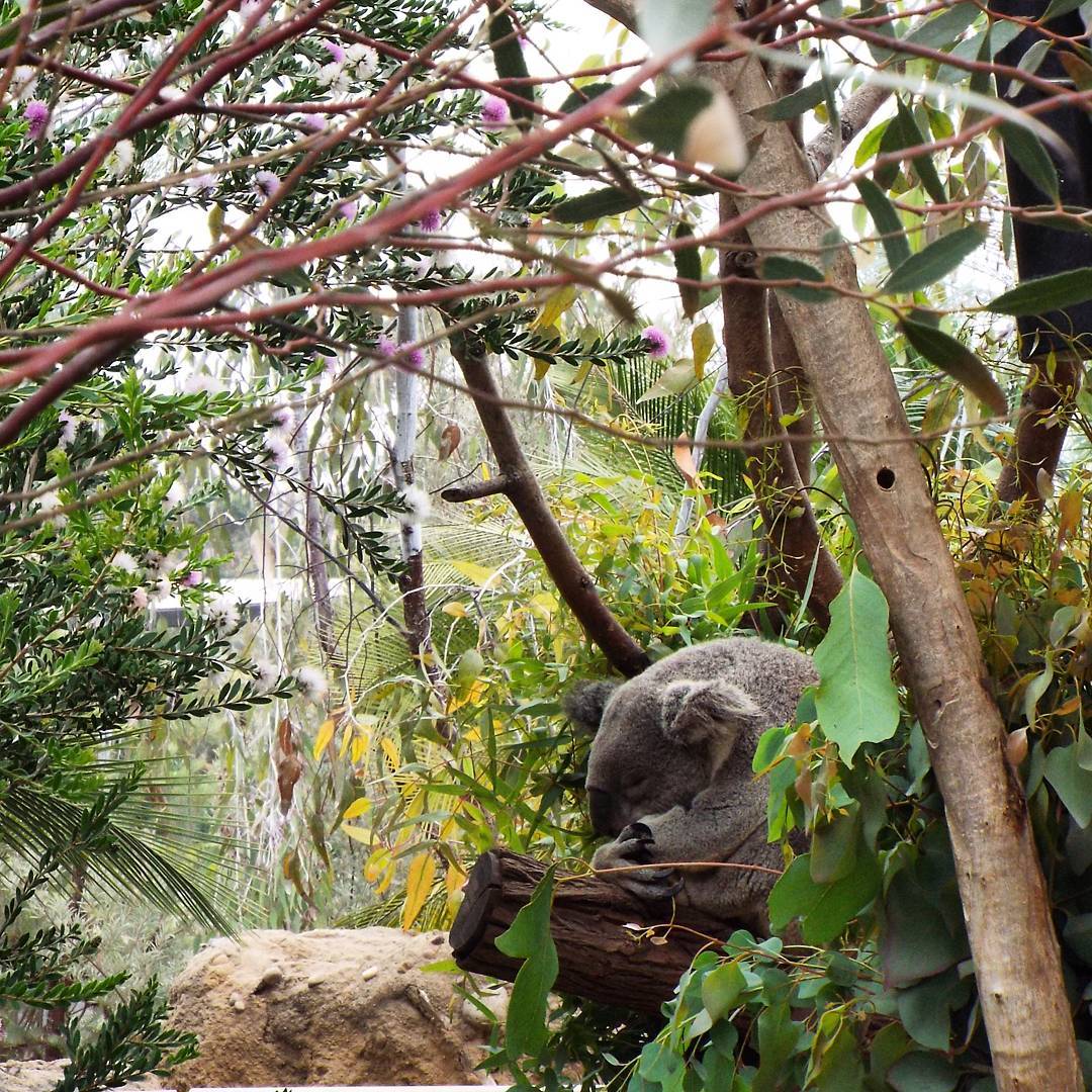 Sleeping koala at the San Diego Zoo a few weeks ago. At first I just wanted to zoom in on it when I realized I had a clear view, but then I noticed the frame formed by the various layers of branches.

#koala #zoo #trees