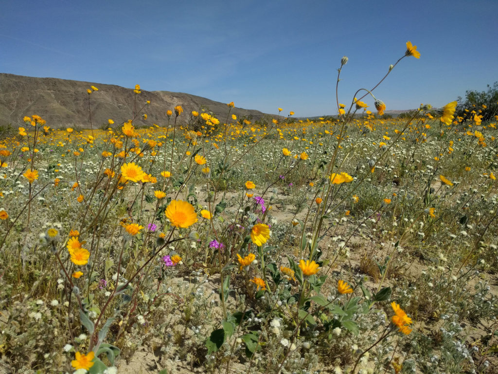 Lots of (mostly orange) flowers in the desert.