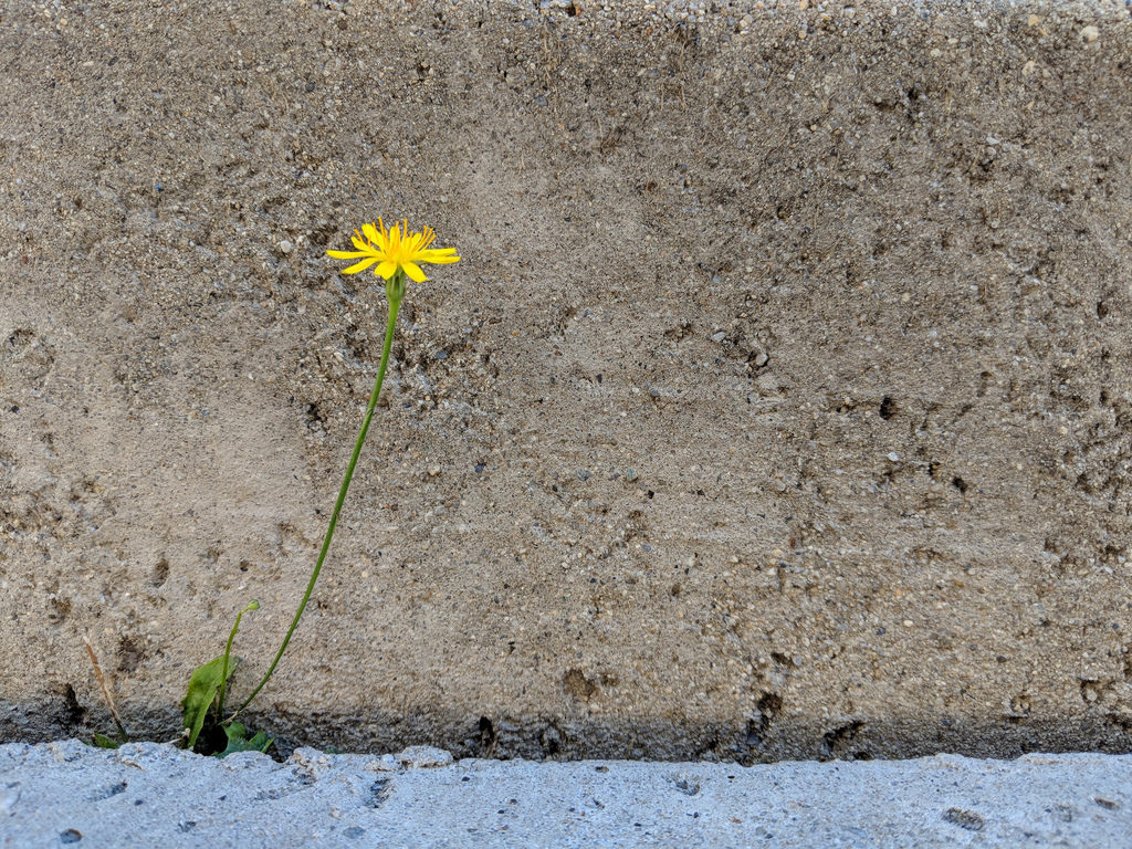 Lone flower growing out of a gap in concrete.