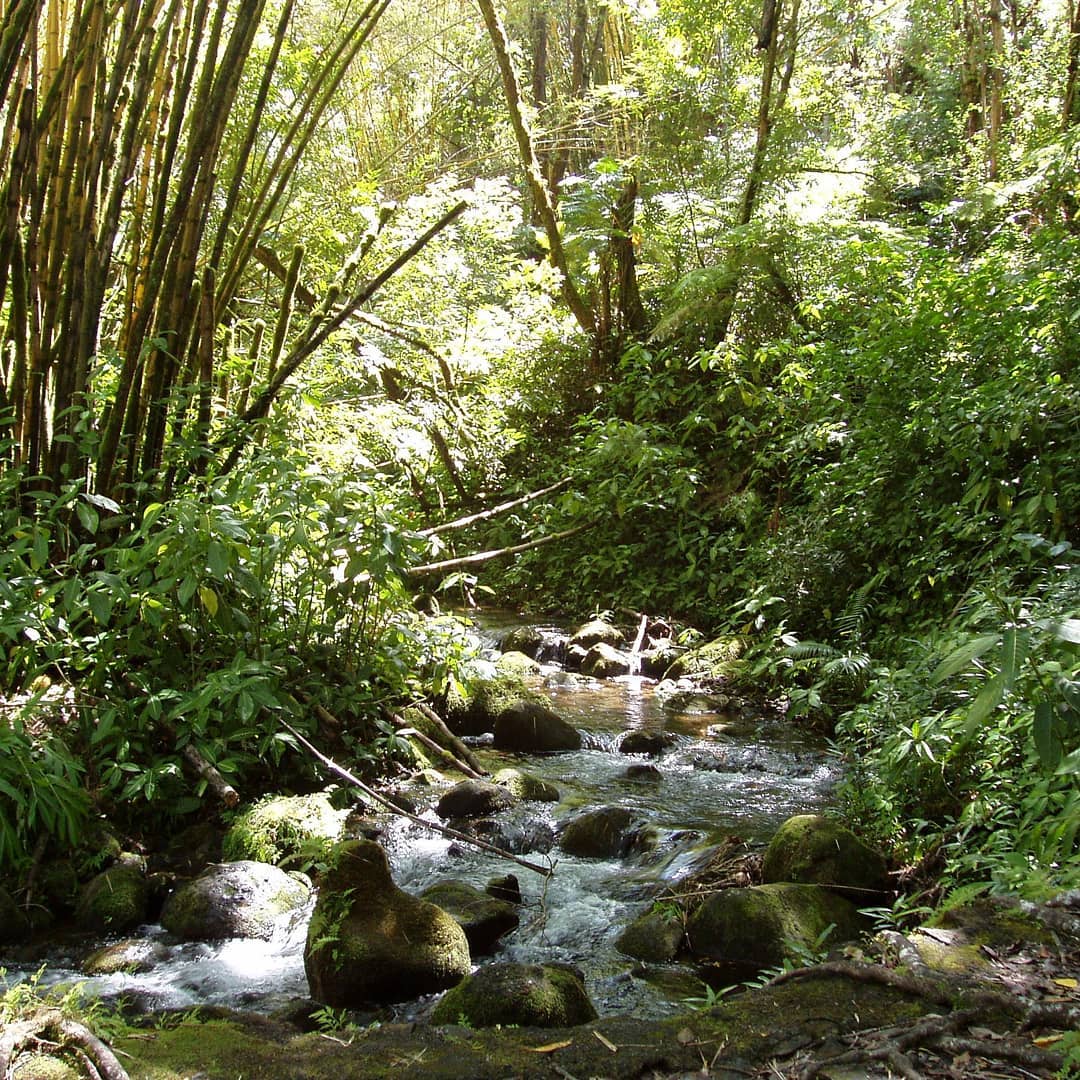 Flashback: A in, somewhere along the trail to the 420-ft Akaka Falls on the Big Island. I’ve been digging out the originals of photos I posted in low resolution back in the day. This seemed like a good one for #🌎