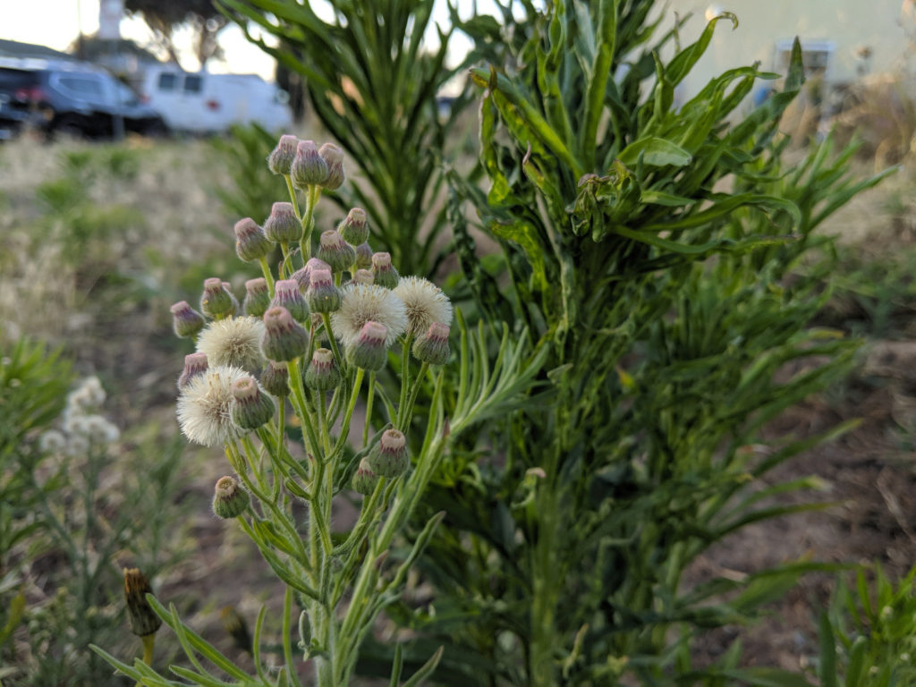 Plant with puffy flowers and a tall stalk with radial leaves.
